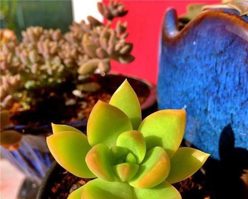 胡萝卜水浇多肉植物好吗？正确使用方法是什么？