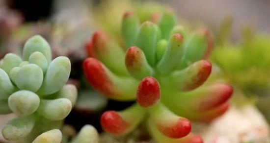 胡萝卜水浇多肉植物好吗？正确使用方法是什么？