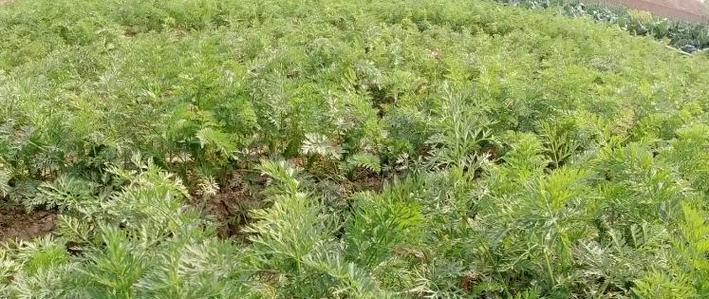 夏天种植胡萝卜的可行性及注意事项是什么？