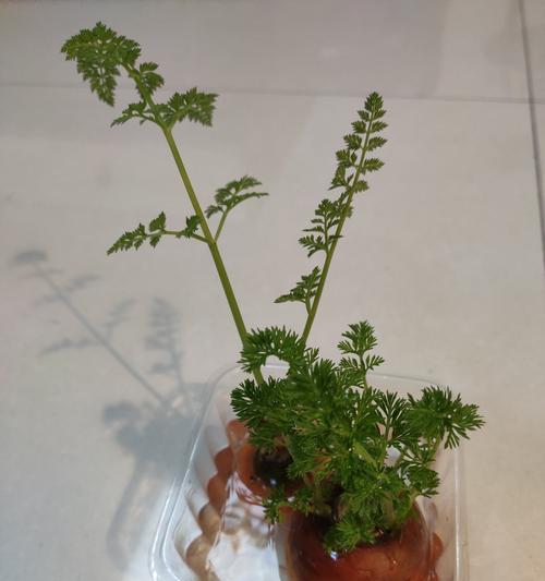 种植胡萝卜时浇水频率是多少？如何正确浇水？