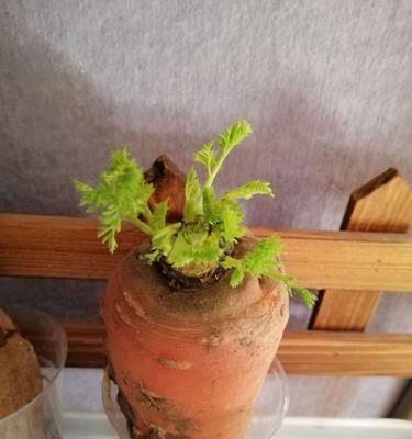种植胡萝卜时浇水频率是多少？如何正确浇水？