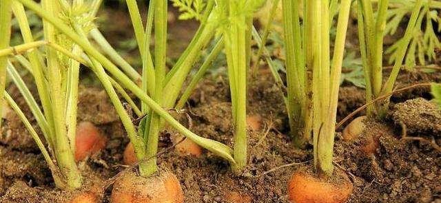种植胡萝卜时浇水频率是多少？如何正确浇水？