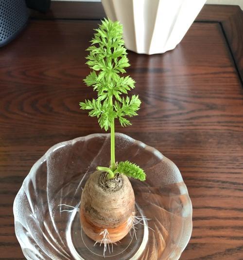 水培胡萝卜的最佳方法是什么？如何解决水培过程中的常见问题？