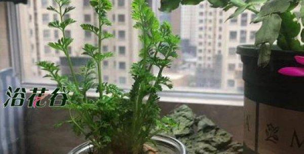 水培胡萝卜的最佳方法是什么？如何解决水培过程中的常见问题？