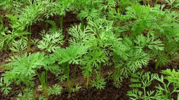 胡萝卜什么时候种植最好？种植方法有哪些常见问题？