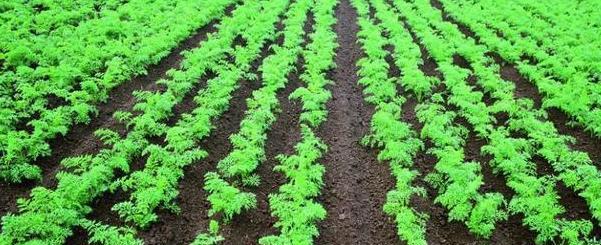 胡萝卜种植的最佳季节是什么时候？适合的种植方法有哪些？