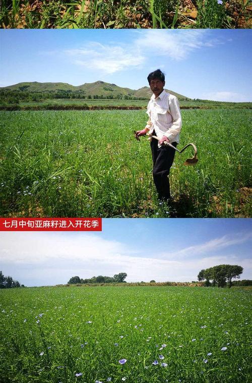 胡麻和亚麻是同一种植物吗？它们之间有什么区别？