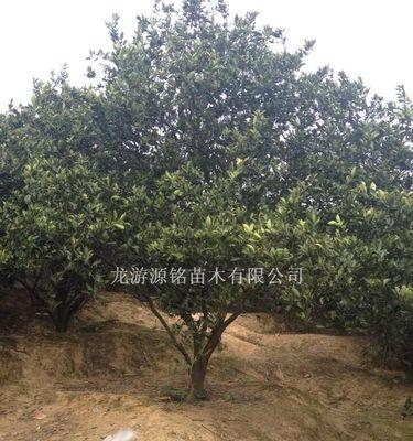 胡柚种子真的能种出胡柚吗？种植方法是什么？
