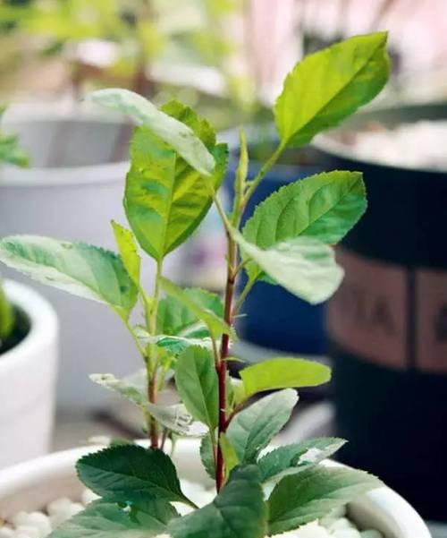 胡柚种子真的能种出胡柚吗？种植方法是什么？