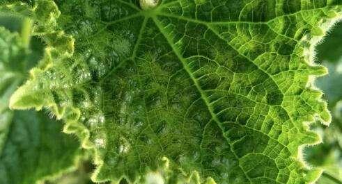 葫芦病虫害如何防治？有效防治技术与方法措施有哪些？