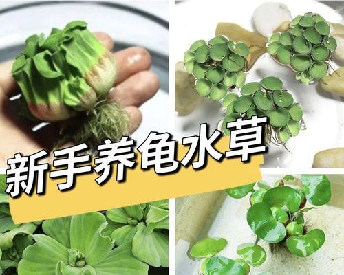 葫芦打什么药好？防治常见病虫害的有效方法是什么？