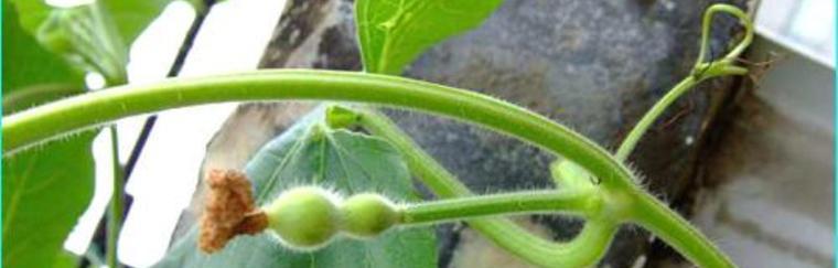 葫芦的生长过程是怎样的？如何正确照料葫芦苗？