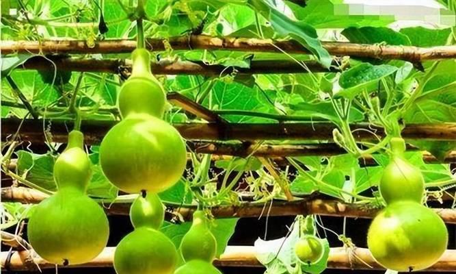 葫芦怎么种植？最佳种植时间是什么时候？