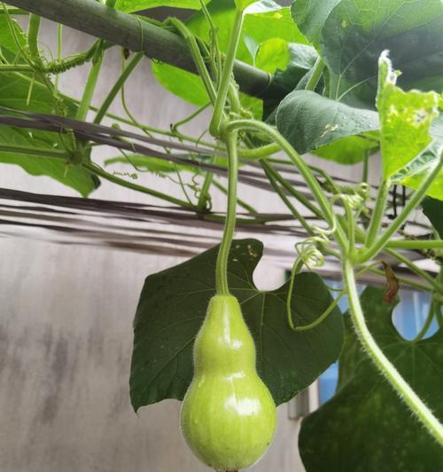 葫芦怎么种植？最佳种植时间是什么时候？