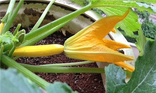 葫芦从坐果到成熟需要多少天？如何判断葫芦是否成熟？