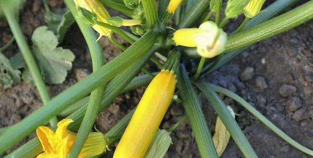 葫芦从坐果到成熟需要多少天？如何判断葫芦是否成熟？