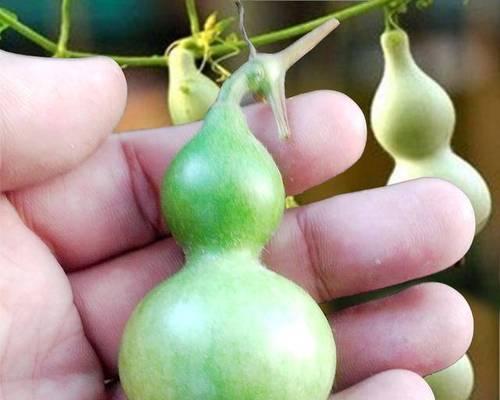 葫芦多久浇一次水？如何正确进行水分管理？