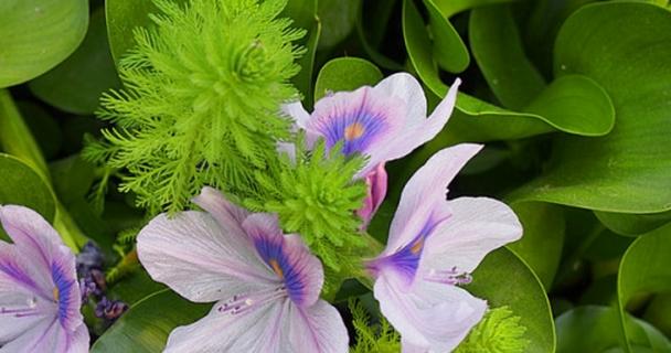 葫芦多久浇一次水？如何正确进行水分管理？