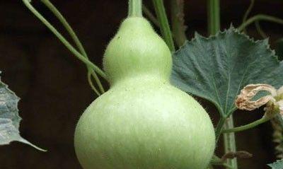 葫芦发苦了还能吃吗？如何判断葫芦是否变质？
