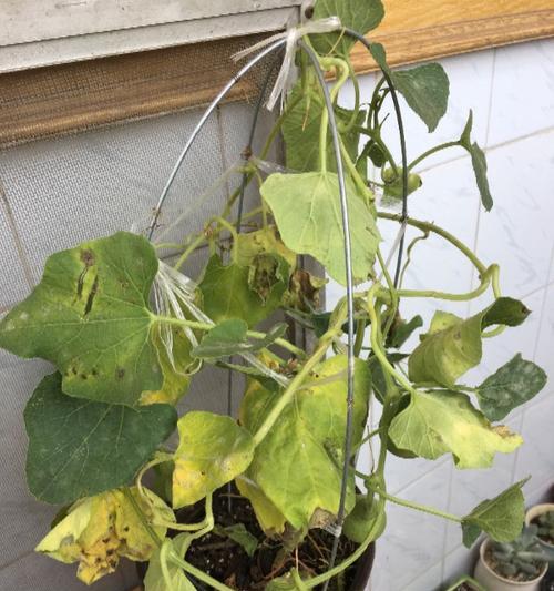 葫芦瓜发苦了还能吃吗？如何辨别葫芦瓜是否变质？