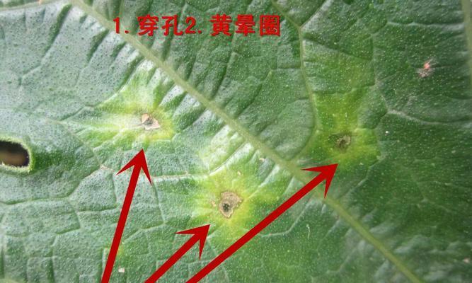 葫芦花叶病有哪些症状？如何有效防治？