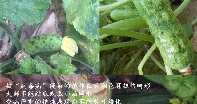 葫芦花叶病有哪些症状？如何有效防治？