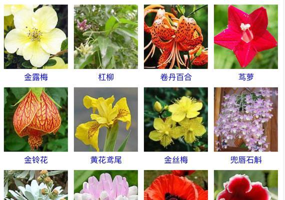 葫芦什么时候开花结果？开花结果的季节是什么时候？