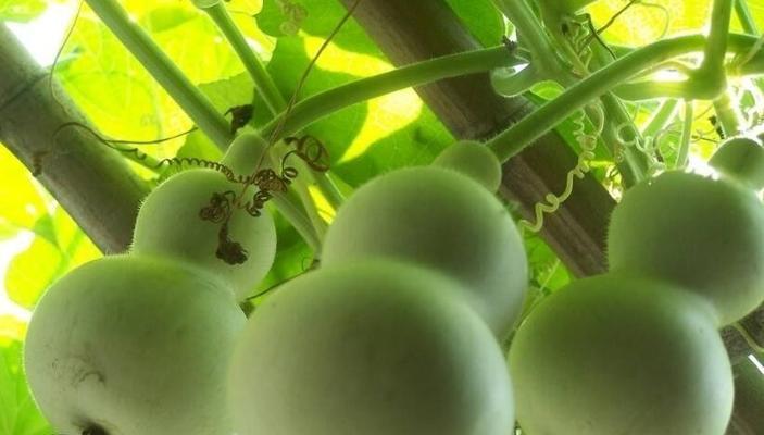 葫芦如何施肥？选择哪种肥料最适宜？