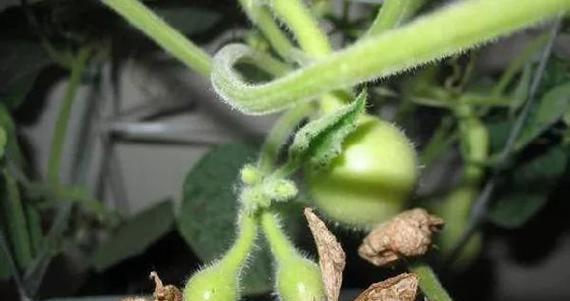葫芦浇水的正确方法是什么？如何确保葫芦健康生长？