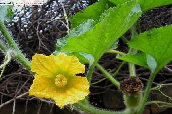 葫芦开花后怎么处理？后续养护和管理要点是什么？