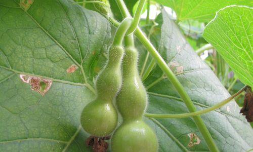葫芦开花后怎么处理？后续养护和管理要点是什么？