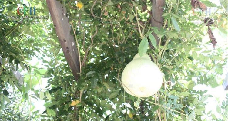 葫芦科植物有哪些种类？它们的特性是什么？