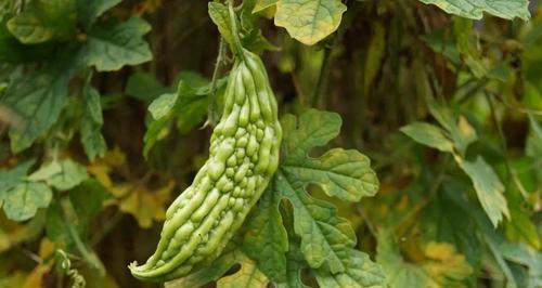 葫芦科植物有哪些种类？它们的特性是什么？