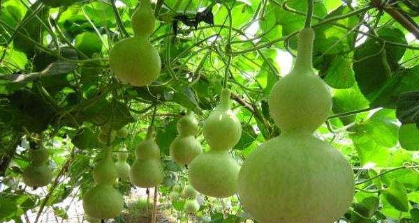 葫芦科植物有哪些种类？它们的特性是什么？