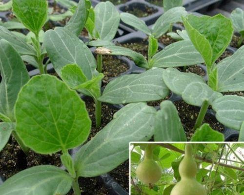 葫芦盆栽种植方法是什么？盆栽葫芦的养护技巧有哪些？
