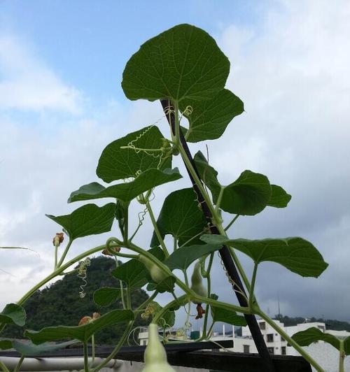 葫芦盆栽种植方法是什么？盆栽葫芦的养护技巧有哪些？