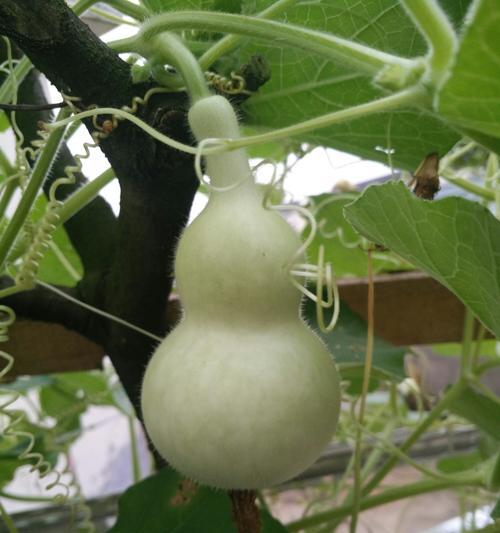 葫芦可以生吃吗？食用前需要注意什么？