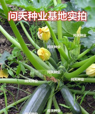 葫芦可以生吃吗？食用前需要注意什么？