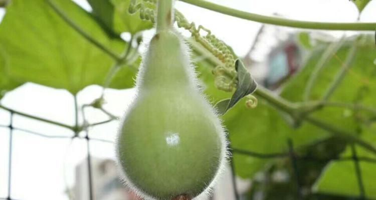 葫芦播种的最佳时间是什么时候？播种后如何管理？