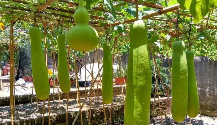 葫芦什么时候采摘最合适？如何判断葫芦成熟度？
