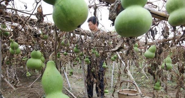 葫芦什么时候成熟上市？如何判断葫芦的最佳采摘时间？