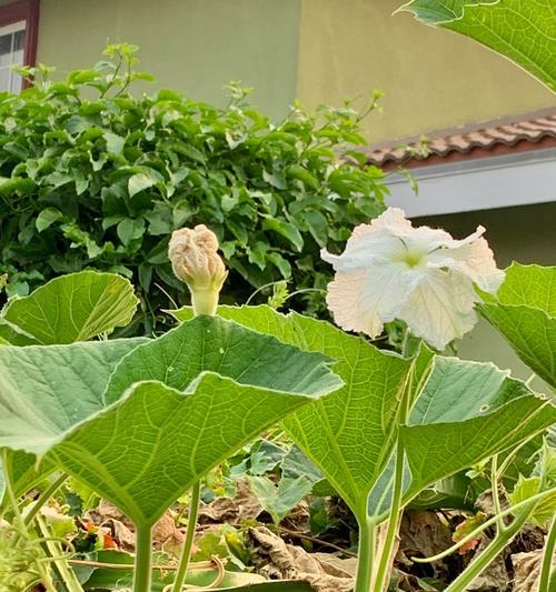葫芦开花结果的最佳时间是什么时候？常见问题解答？