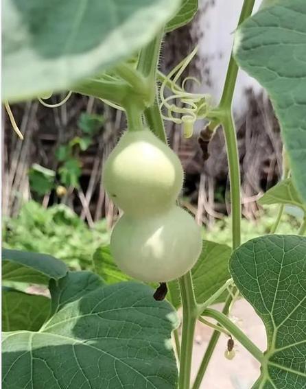 葫芦开花结果的最佳时间是什么时候？常见问题解答？