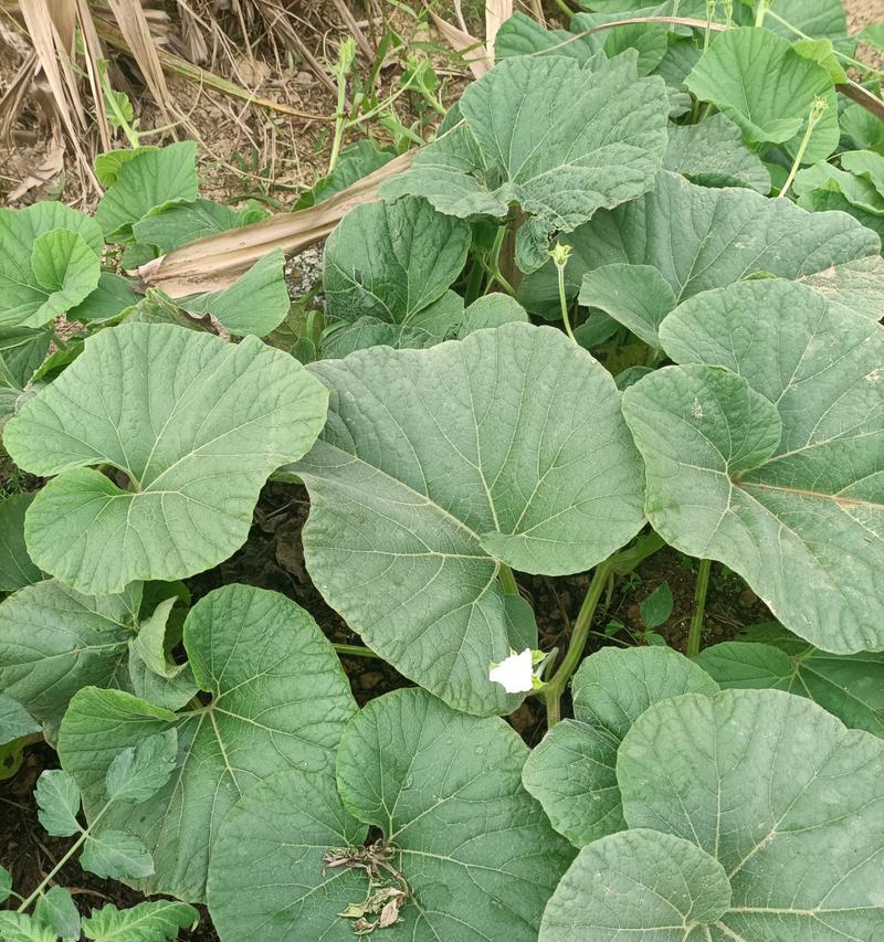 葫芦开花结果的最佳时间是什么时候？常见问题解答？