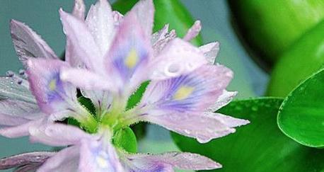 -关键词：葫芦什么时候开花开花时间是几月份
-新标题：葫芦开花时间是什么时候？几月份开花最合适？