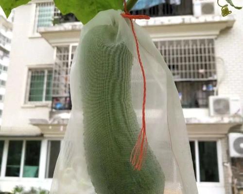 葫芦套袋的最佳时间是什么时候？如何确保套袋效果？