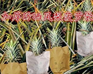 葫芦套袋的最佳时间是什么时候？如何确保套袋效果？