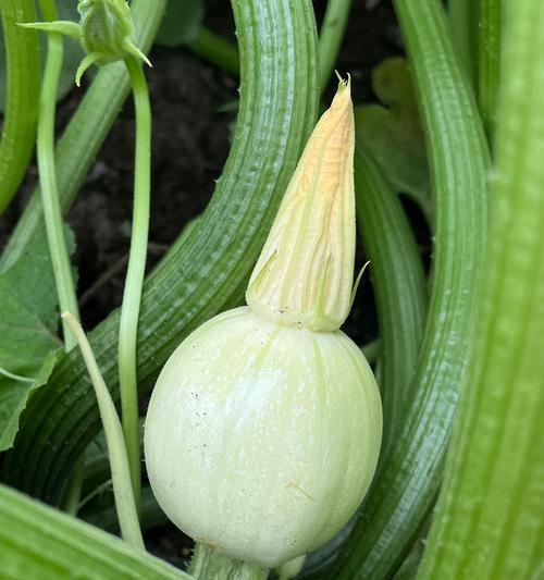 葫芦是多年生植物还是年生植物？如何区分和养护？