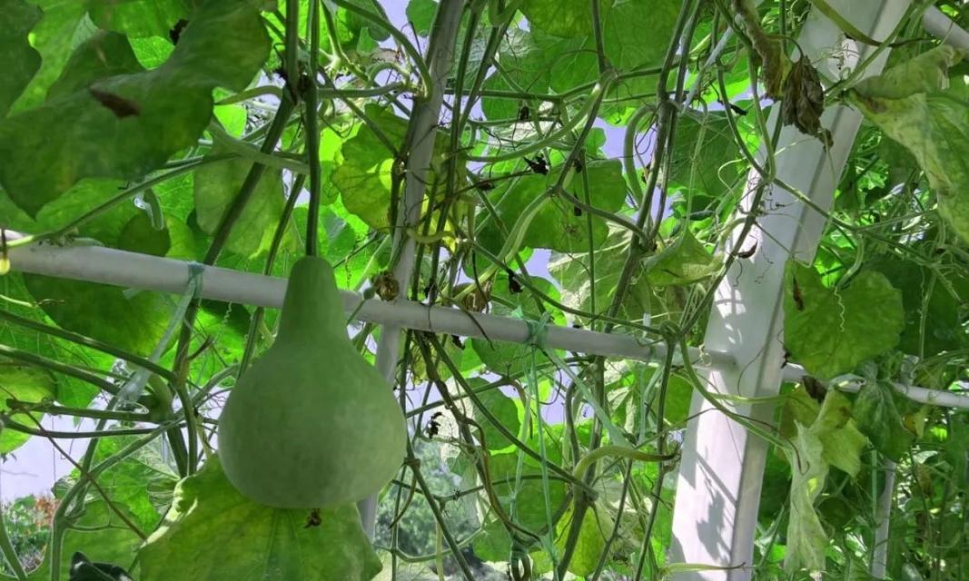 葫芦属于什么植物类型？葫芦的分类和特点是什么？