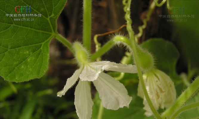 葫芦属于什么植物类型？葫芦的分类和特点是什么？